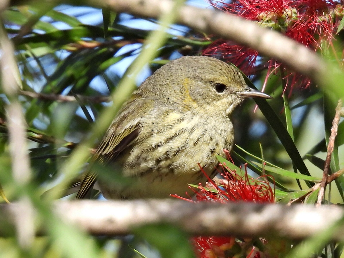 Cape May Warbler - ML646305636