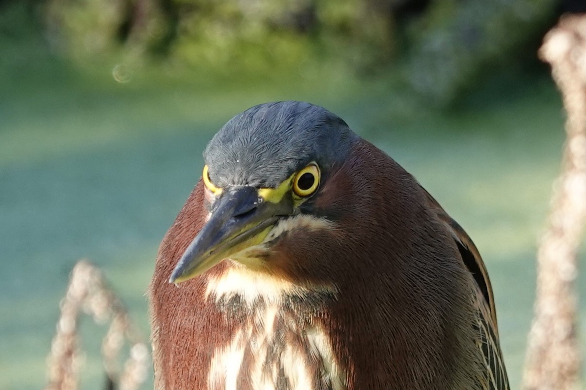 Чапля зелена - ML646305637