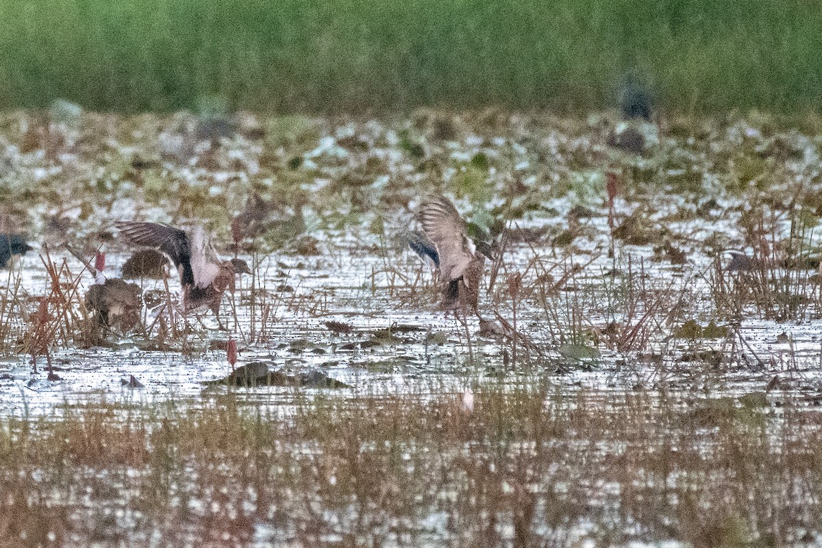 Gadwall - ML646305640