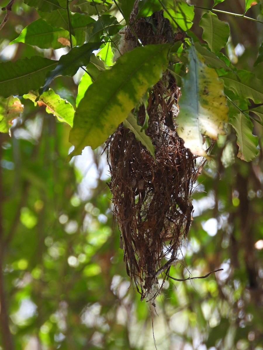 Асіті жовточеревий - ML646305641