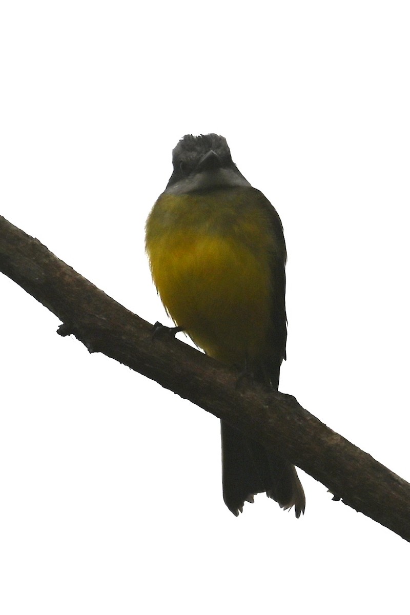 Тиран тропічний - ML646305644