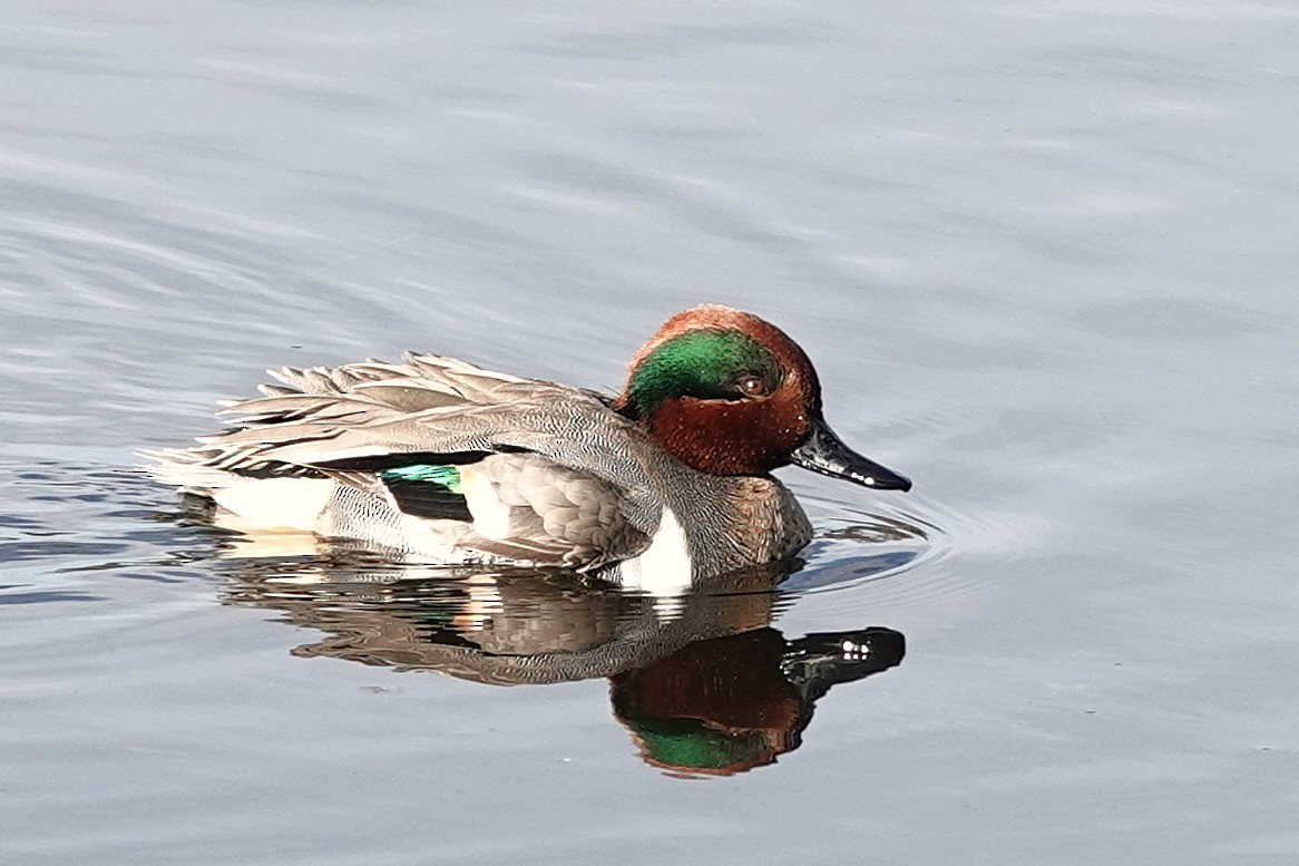 Чирянка мала - ML646305645