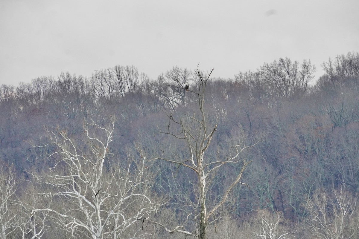 Орлан білоголовий - ML646305646