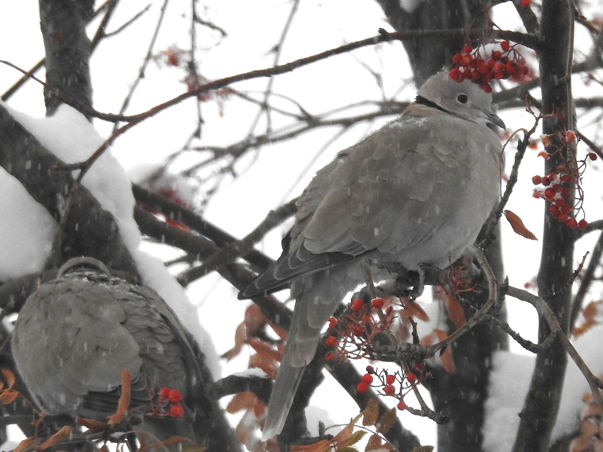 Горлиця садова - ML646305648