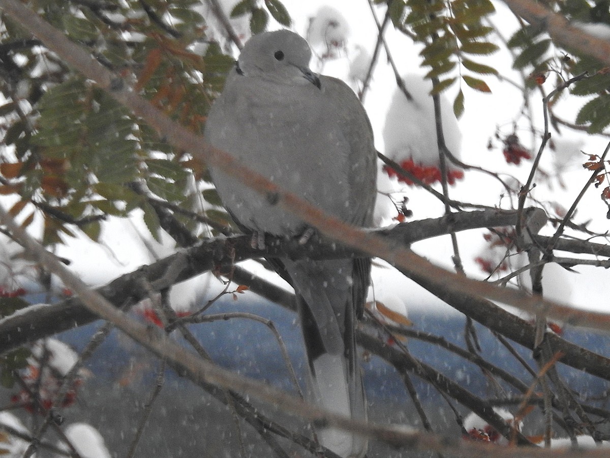 Горлиця садова - ML646305649