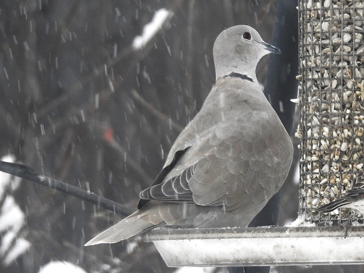 Горлиця садова - ML646305650