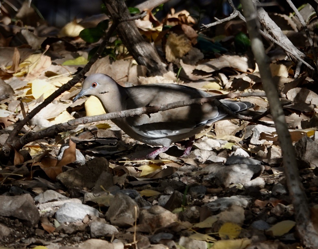 Зенаїда білокрила - ML646305651