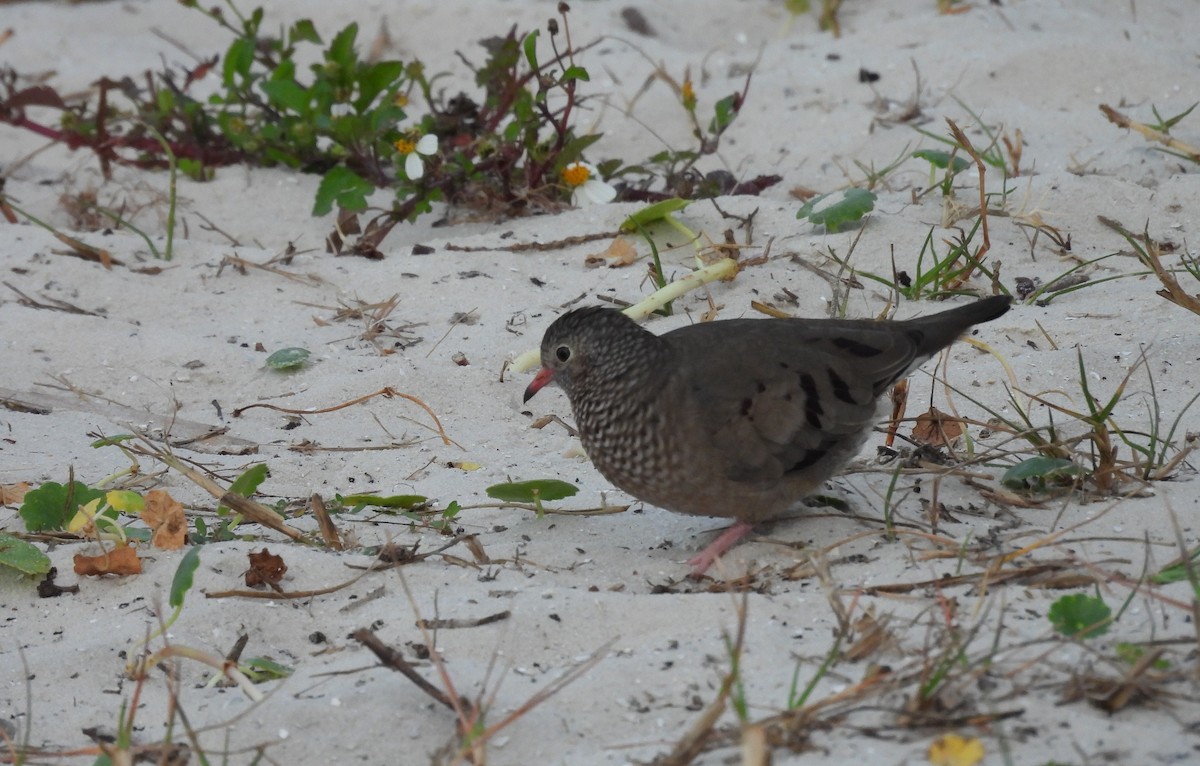 Талпакоті строкатоголовий - ML646305653