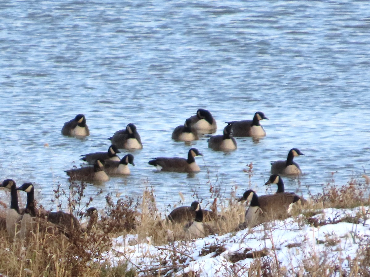 Bernache du Canada - ML646305654