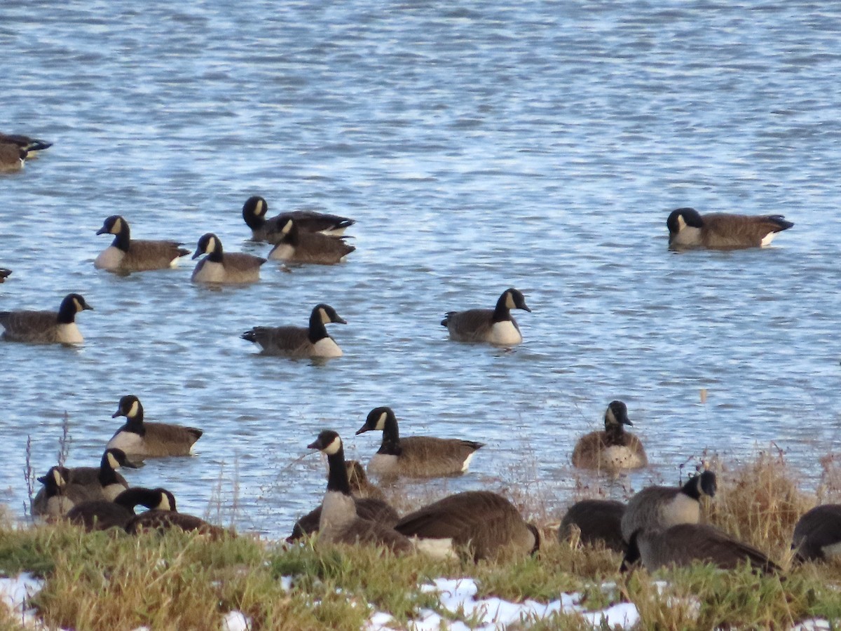 Bernache du Canada - ML646305655