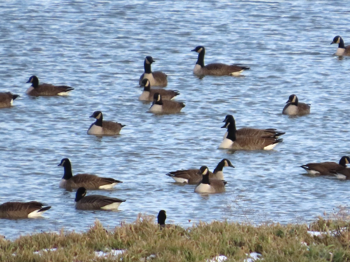 Bernache du Canada - ML646305656