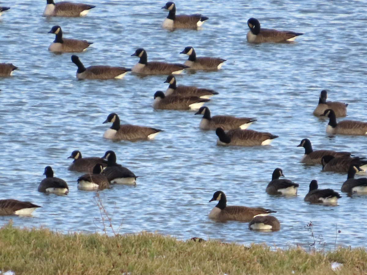 Bernache du Canada - ML646305657
