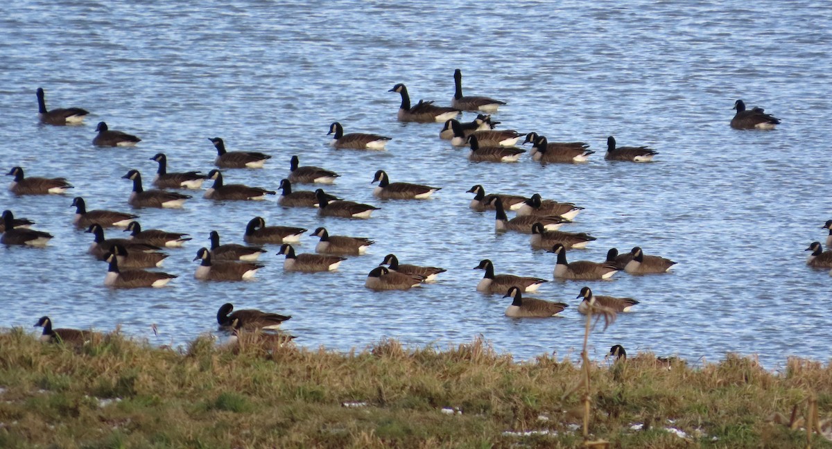 Bernache du Canada - ML646305658