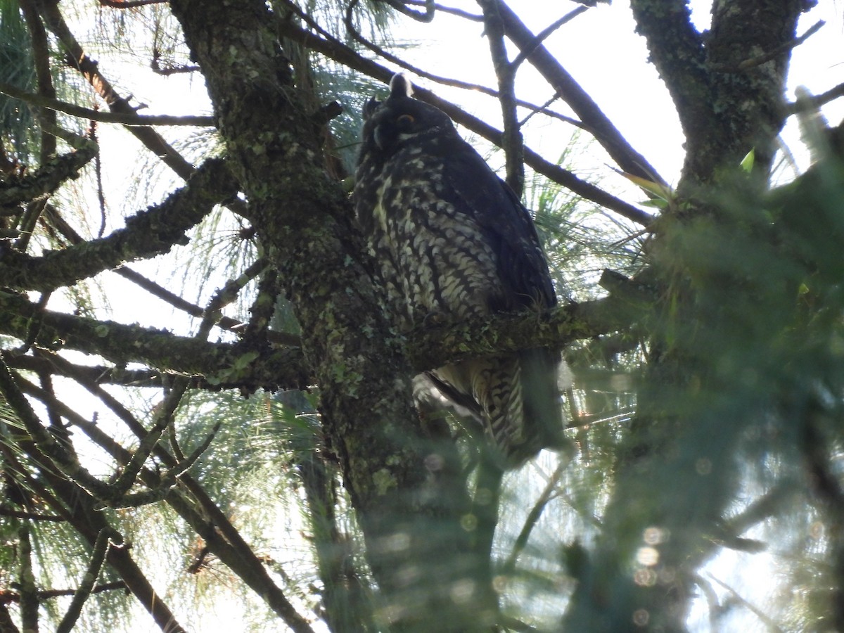 Stygian Owl - ML646305659