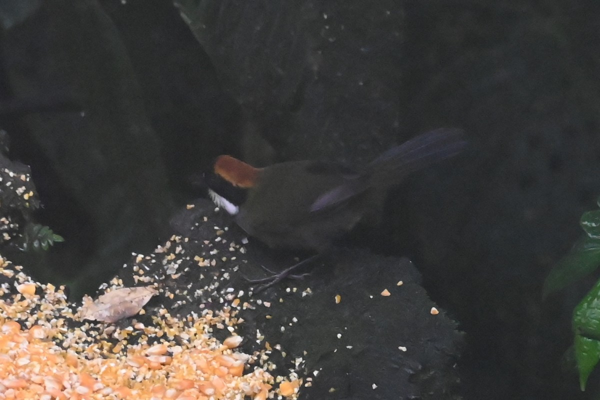 Заросляк каштановоголовий - ML646305661