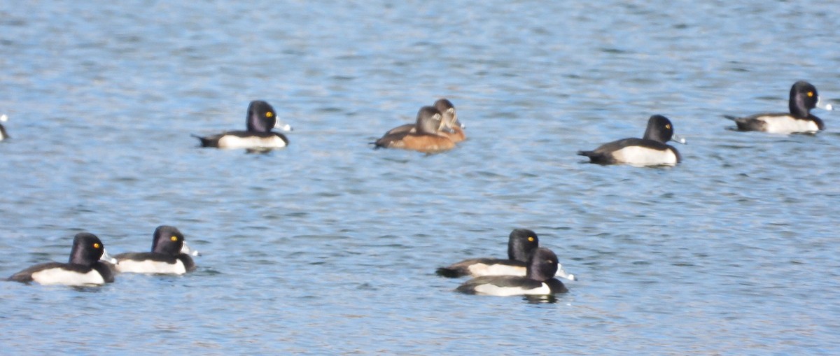 Чернь канадська - ML646305666