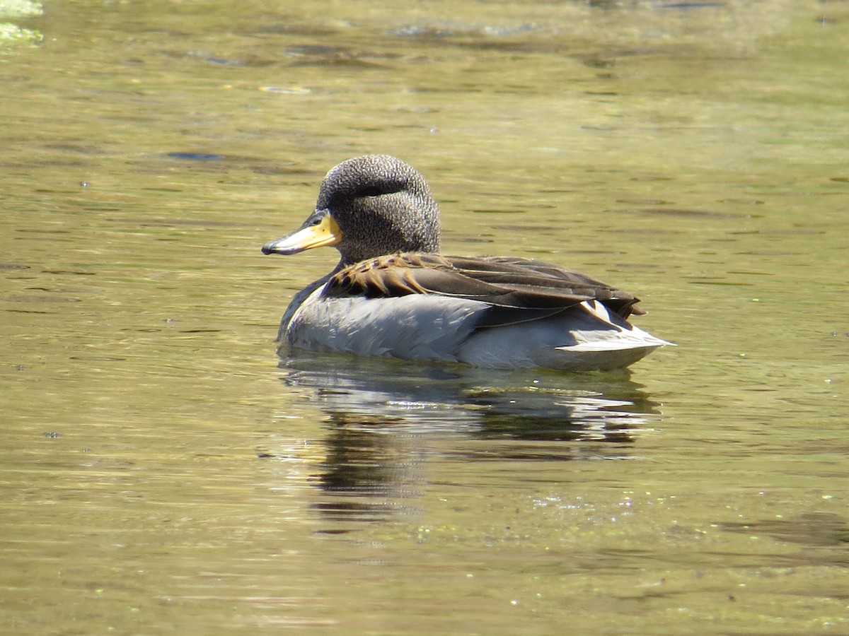 Yellow-billed Teal (oxyptera) - ML646305669