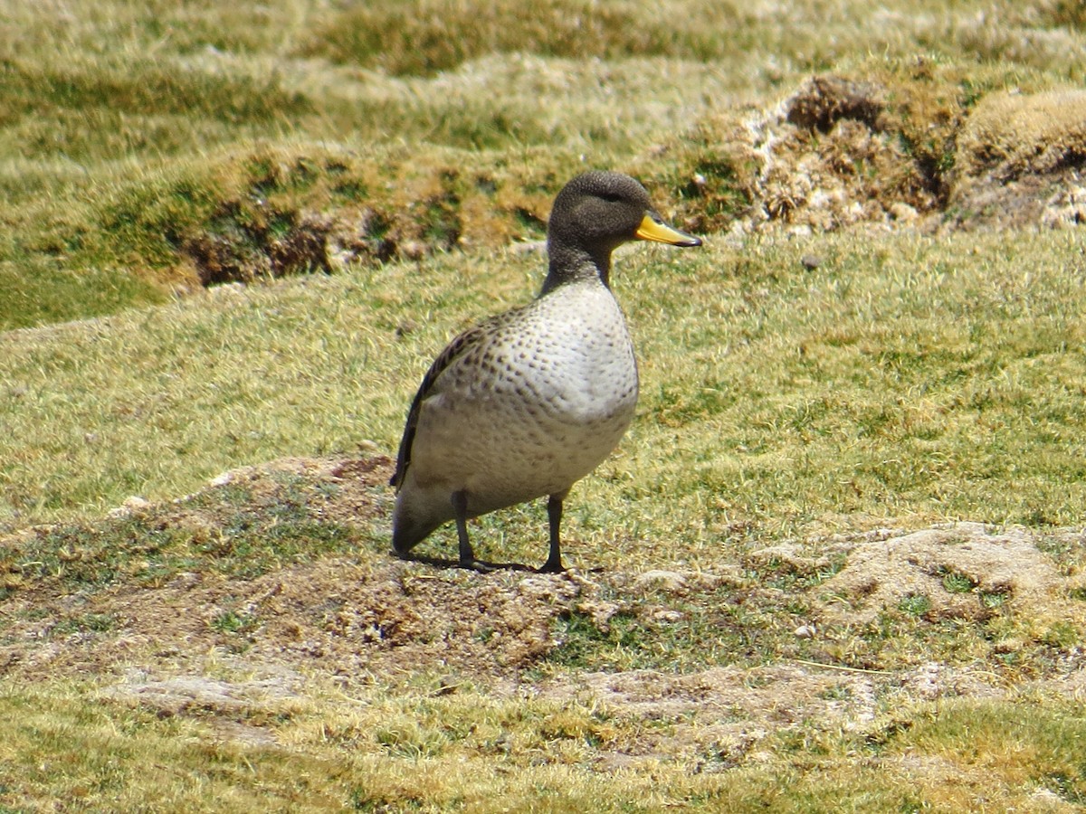 Yellow-billed Teal (oxyptera) - ML646305671