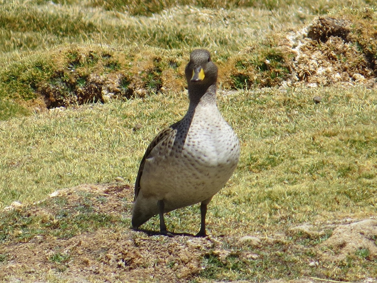 Yellow-billed Teal (oxyptera) - ML646305672