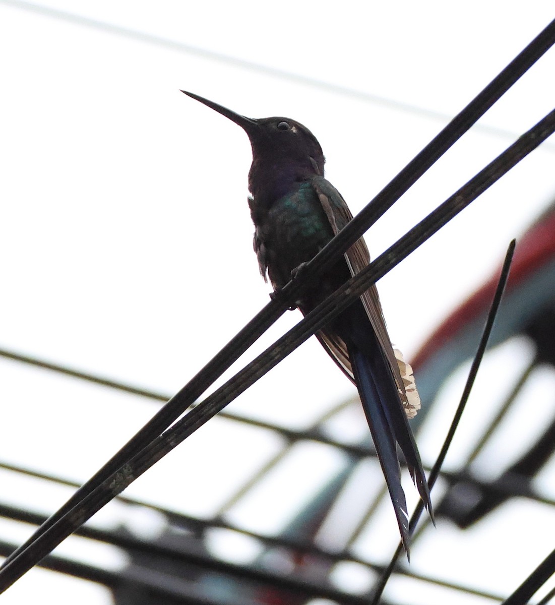 Колібрі-шаблекрил вилохвостий - ML646305673