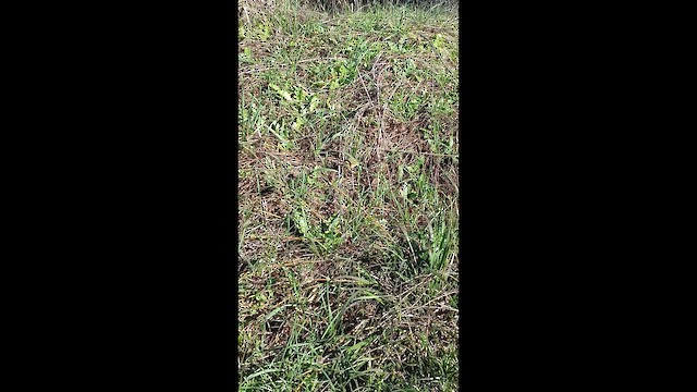 Common Chiffchaff - ML646305674