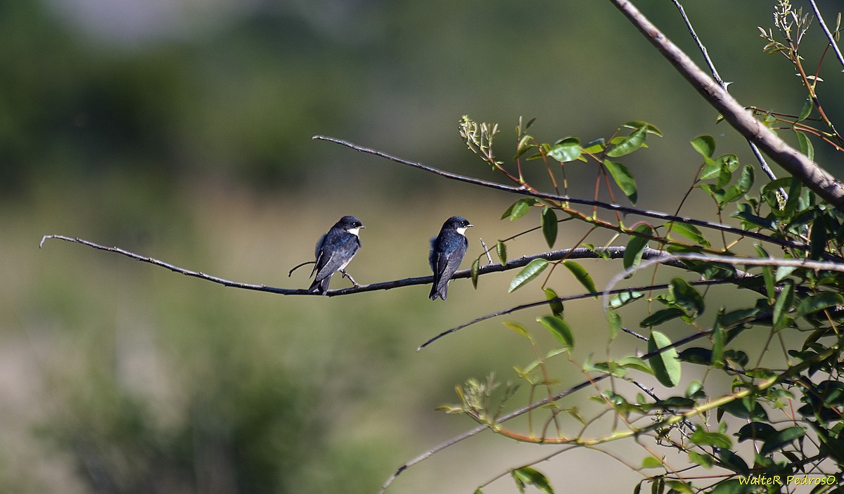 Blue-and-white Swallow - ML646305680