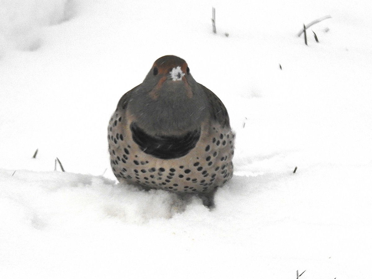 Northern Flicker (Red-shafted) - ML646305688