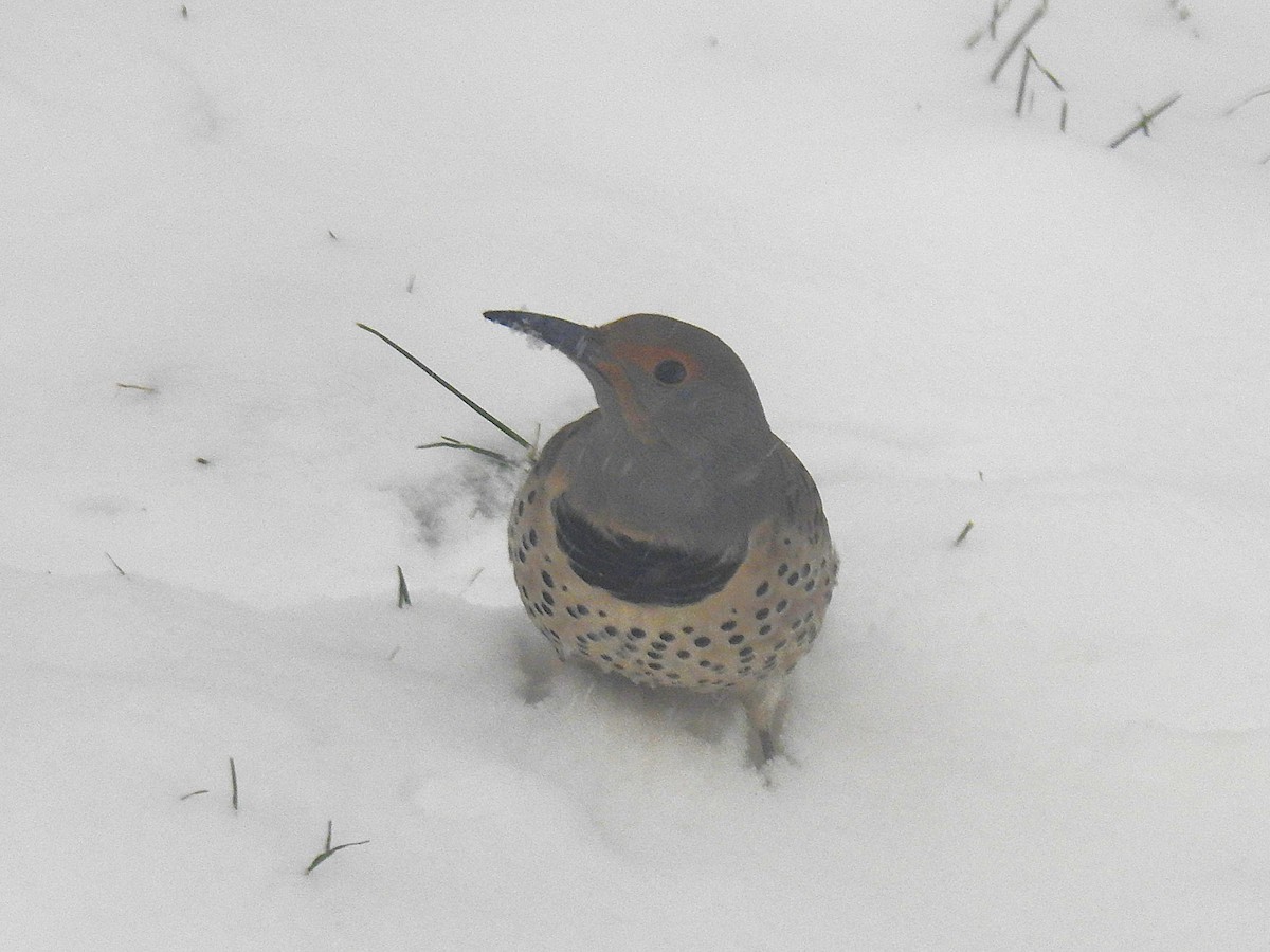 Northern Flicker (Red-shafted) - ML646305689