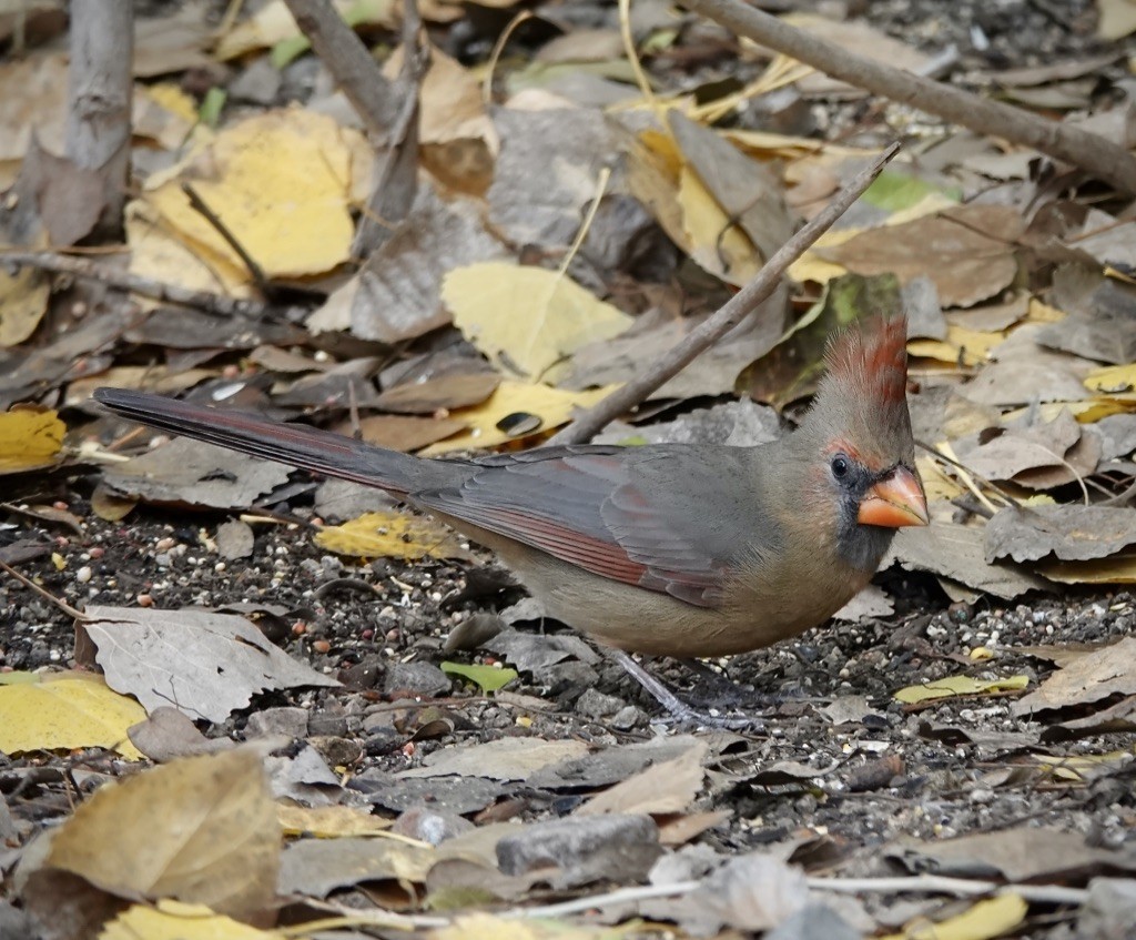 Northern Cardinal x Pyrrhuloxia (hybrid) - ML646305702