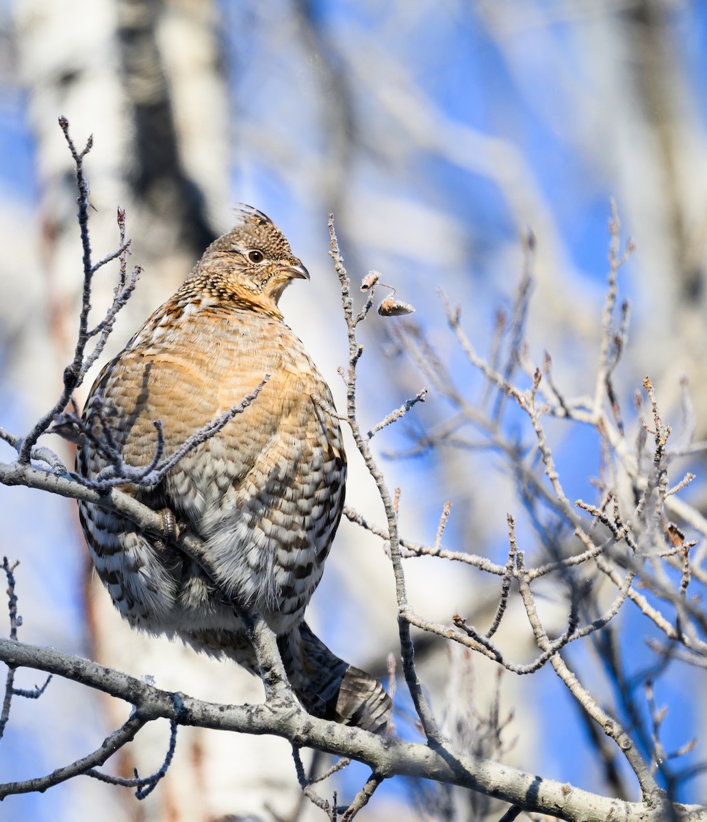 kragejerpe - ML646305706