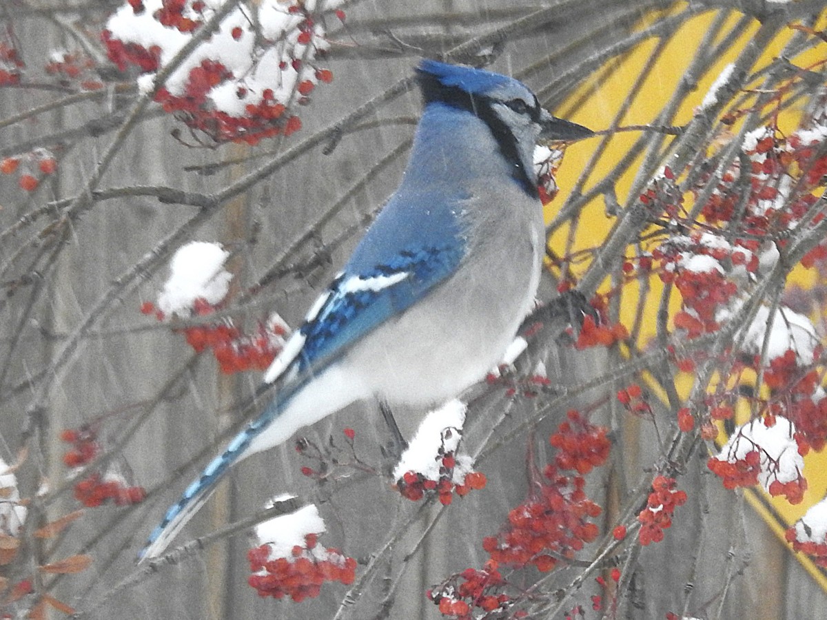 Blue Jay - ML646305721