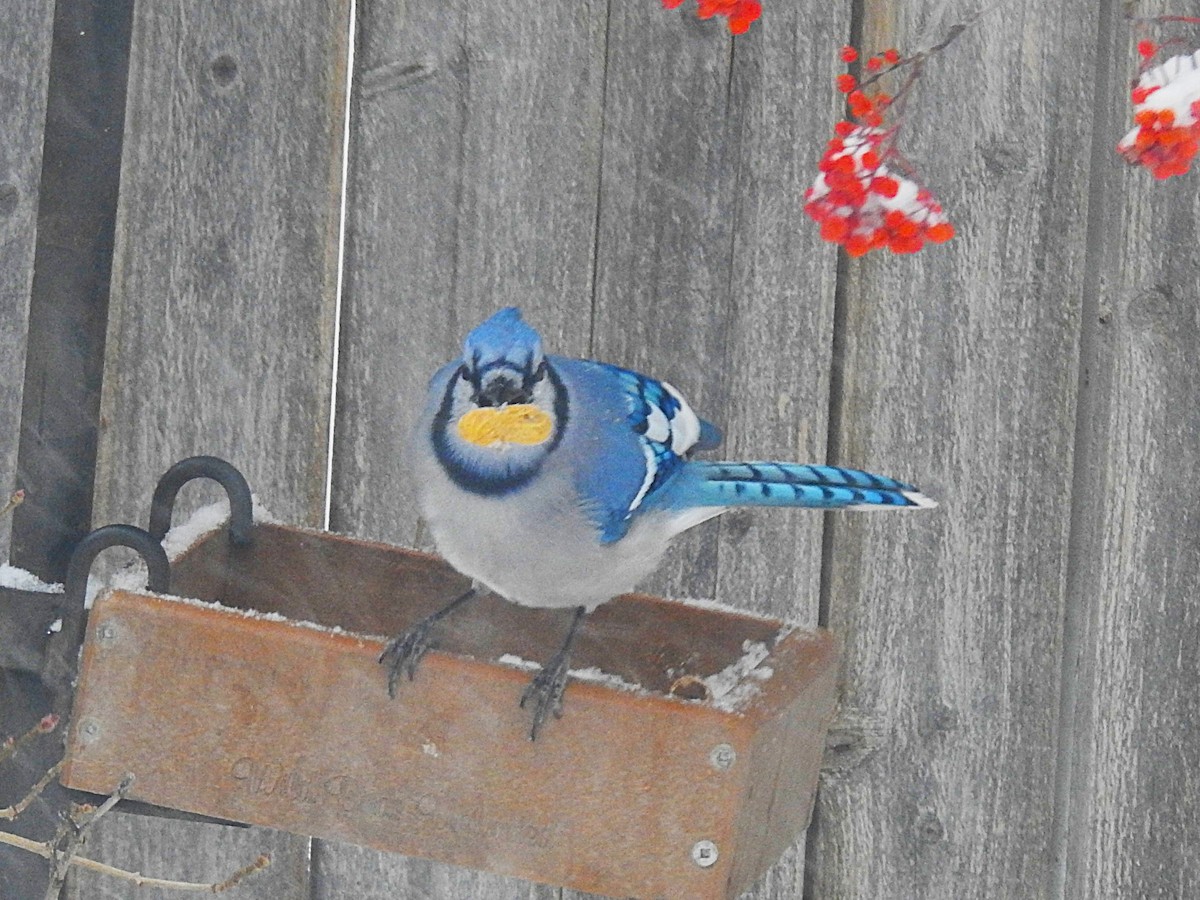 Blue Jay - ML646305722