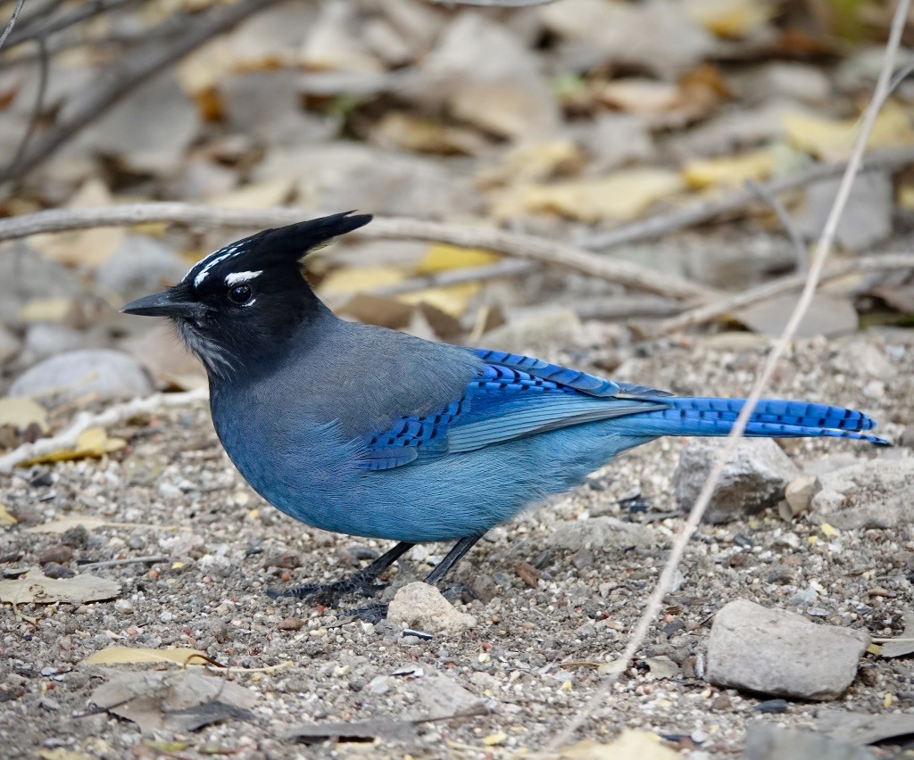 Steller's Jay (Southwest Interior) - ML646305723