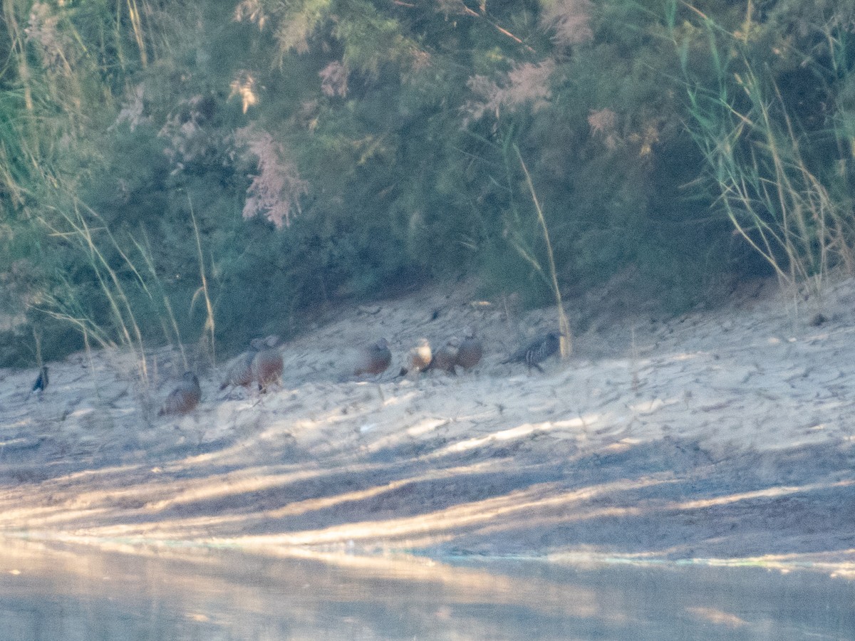 Barbary Partridge - ML646305724