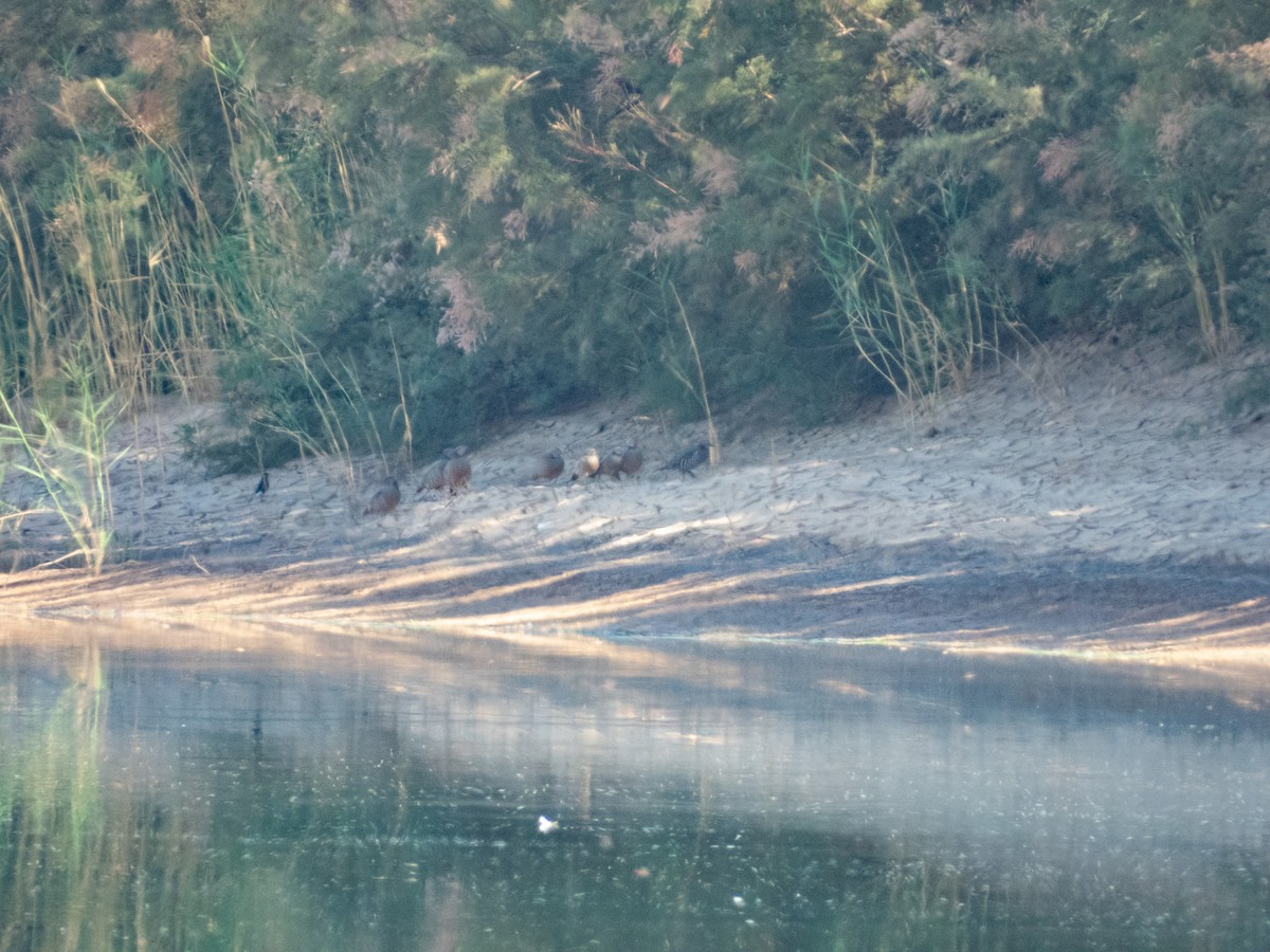 Barbary Partridge - ML646305725