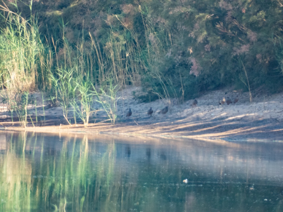 Barbary Partridge - ML646305726