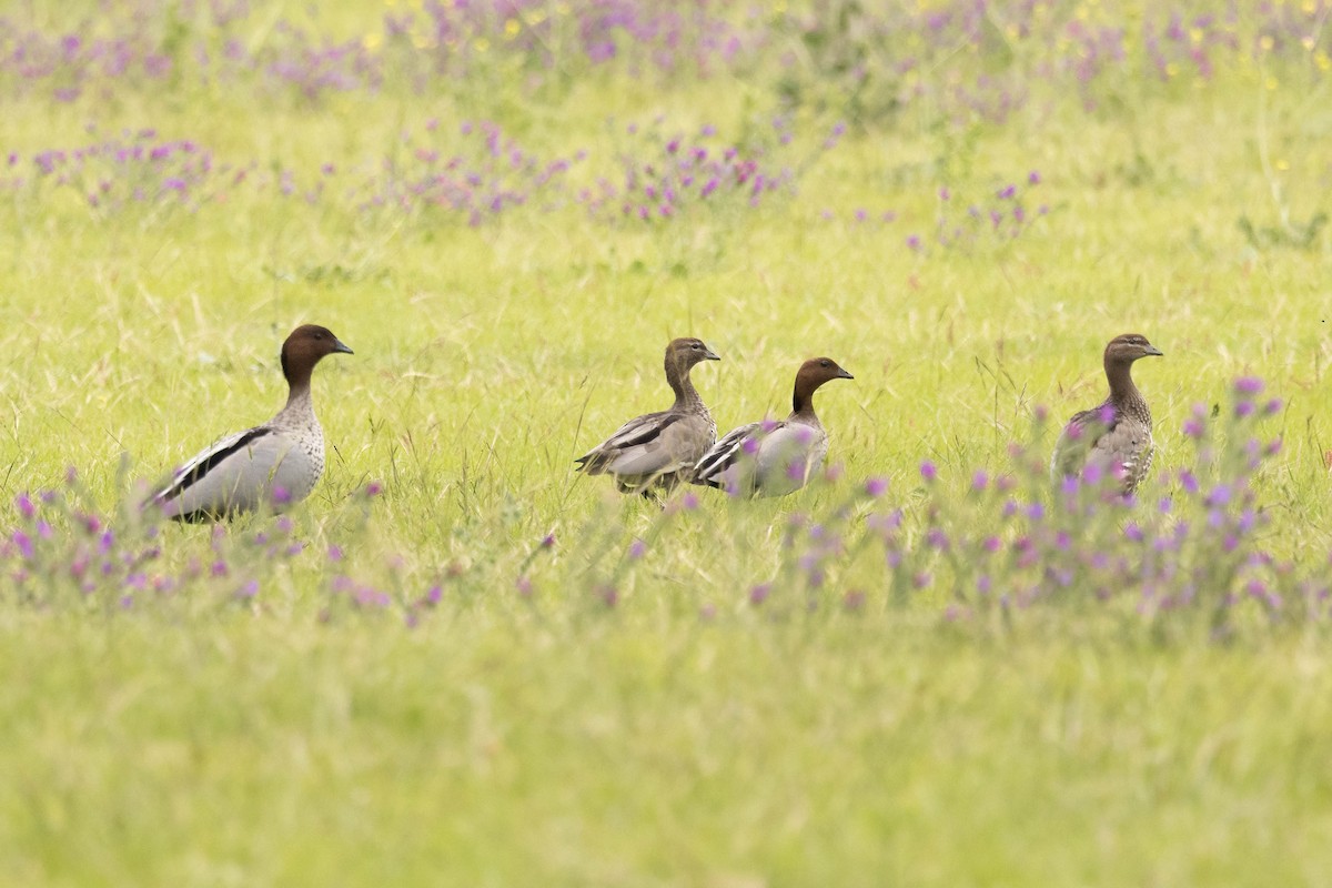 Maned Duck - ML646305727