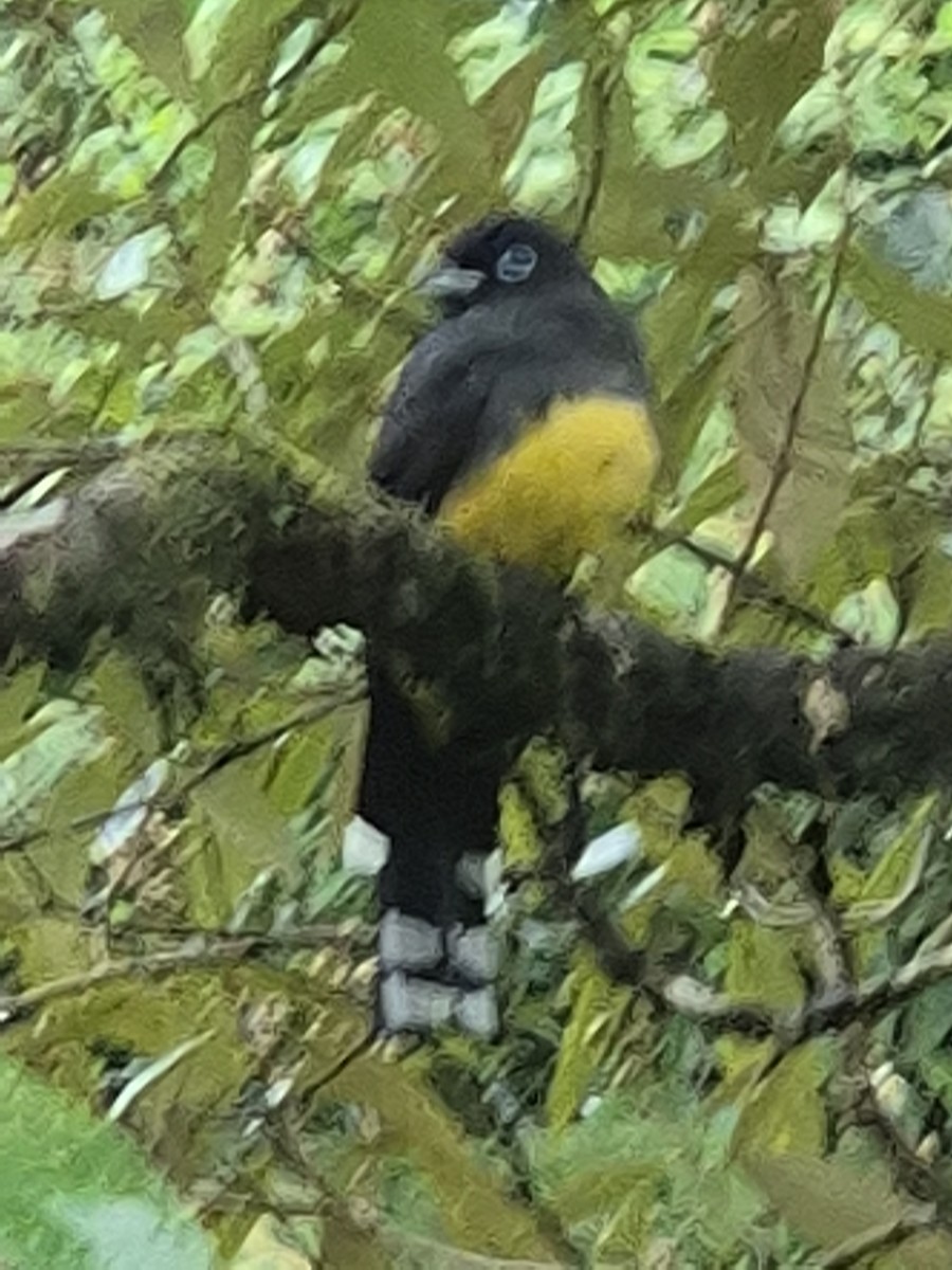 Black-headed Trogon - ML646305739