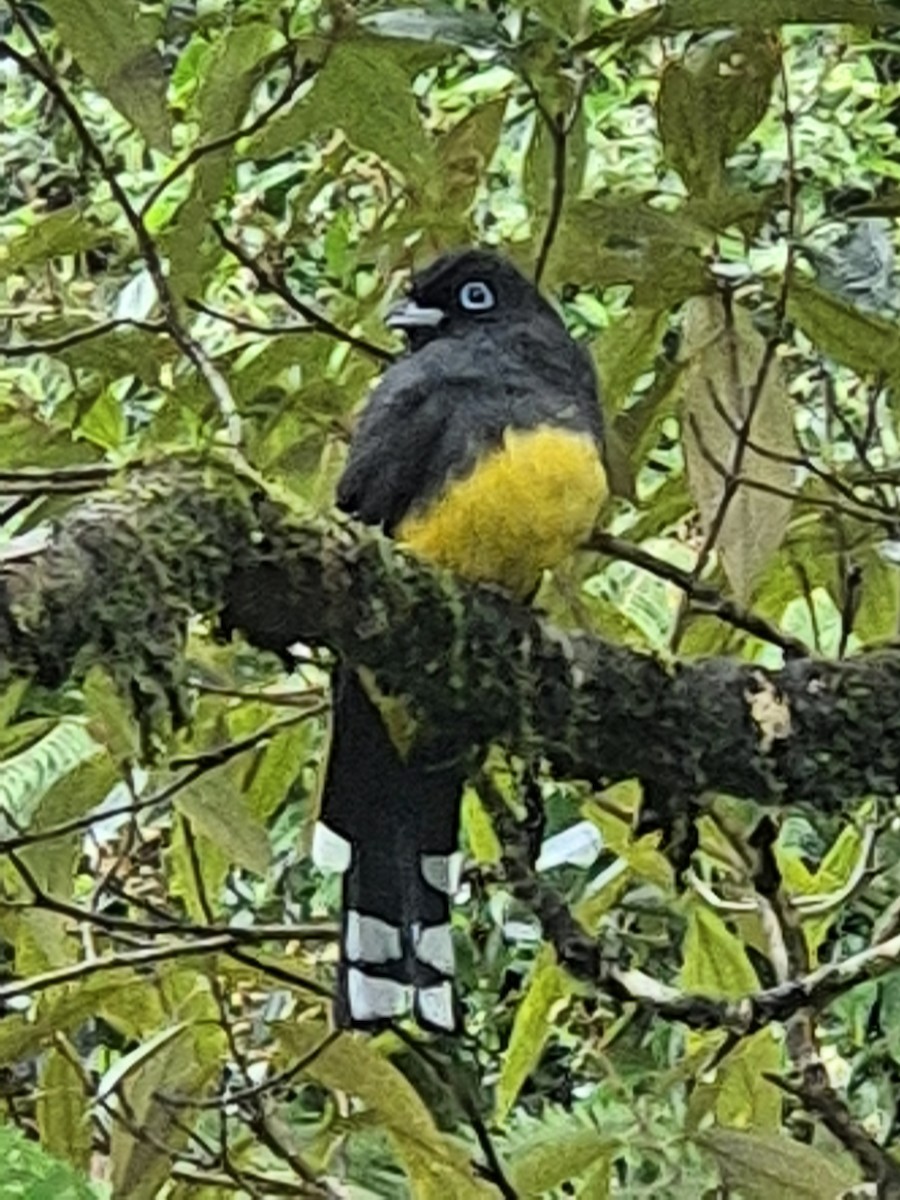 Black-headed Trogon - ML646305740