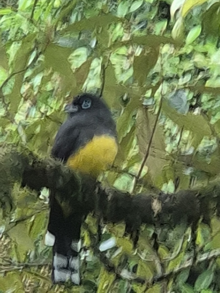 Black-headed Trogon - ML646305741