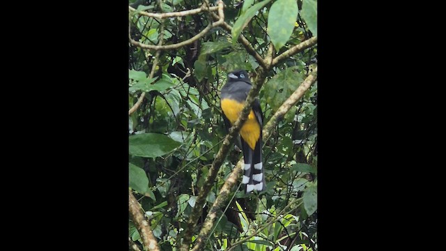 Black-headed Trogon - ML646305742