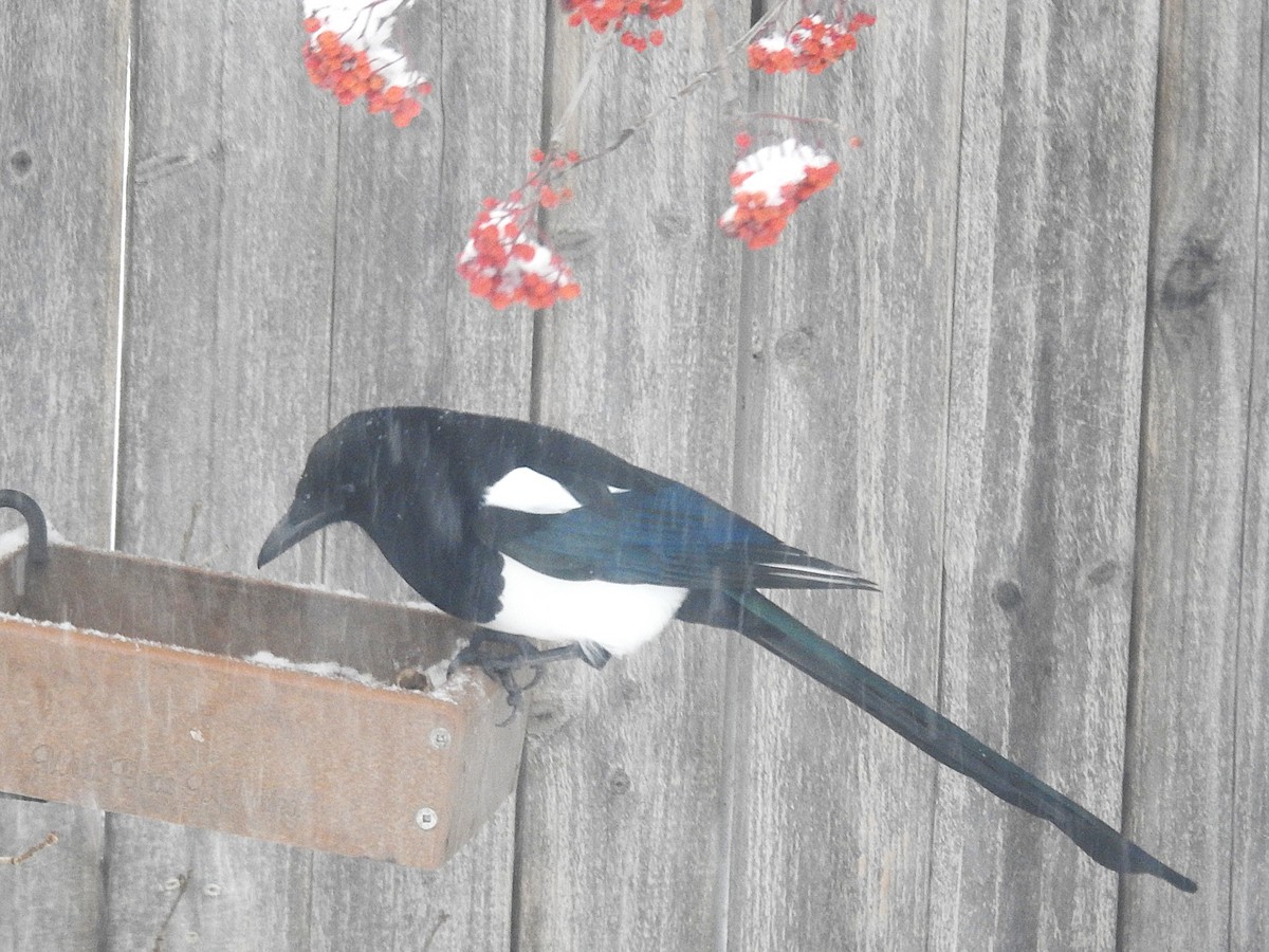 Black-billed Magpie - ML646305743
