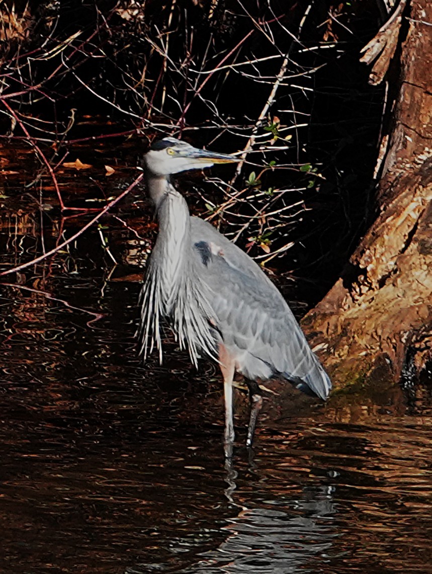 Great Blue Heron - ML646305745