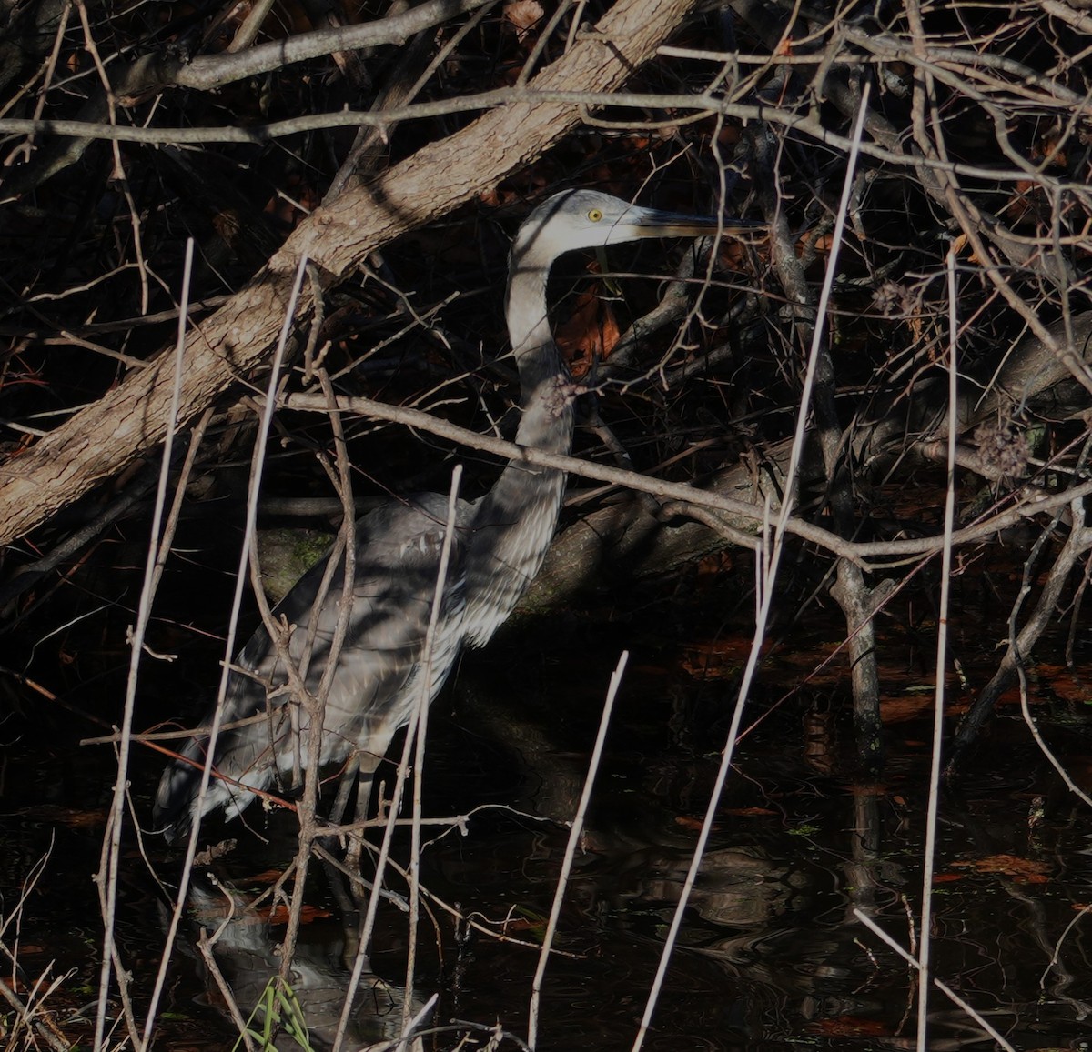 Great Blue Heron - ML646305746