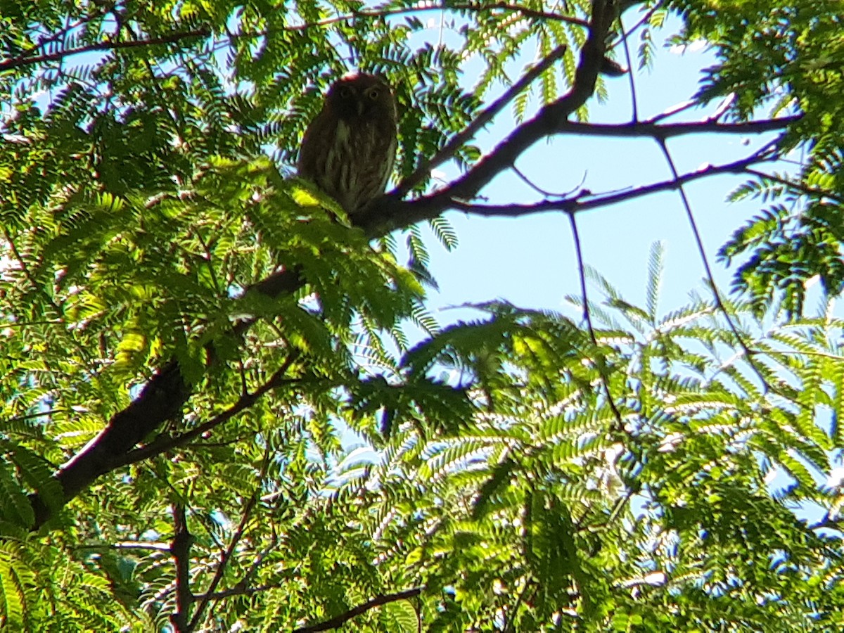 Ferruginous Pygmy-Owl - ML646305747