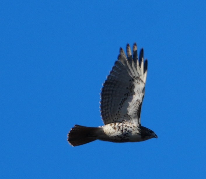 Red-tailed Hawk - ML646305749