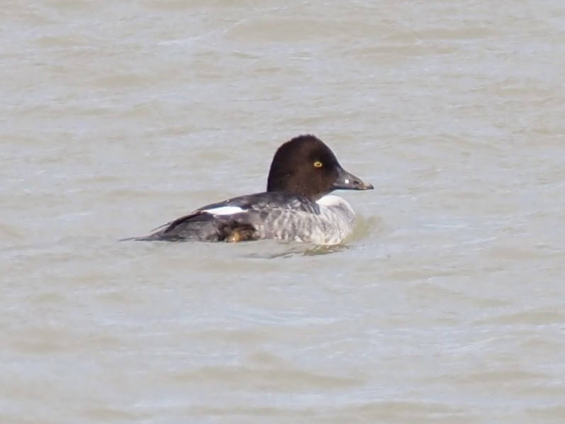 Common Goldeneye - ML646305751
