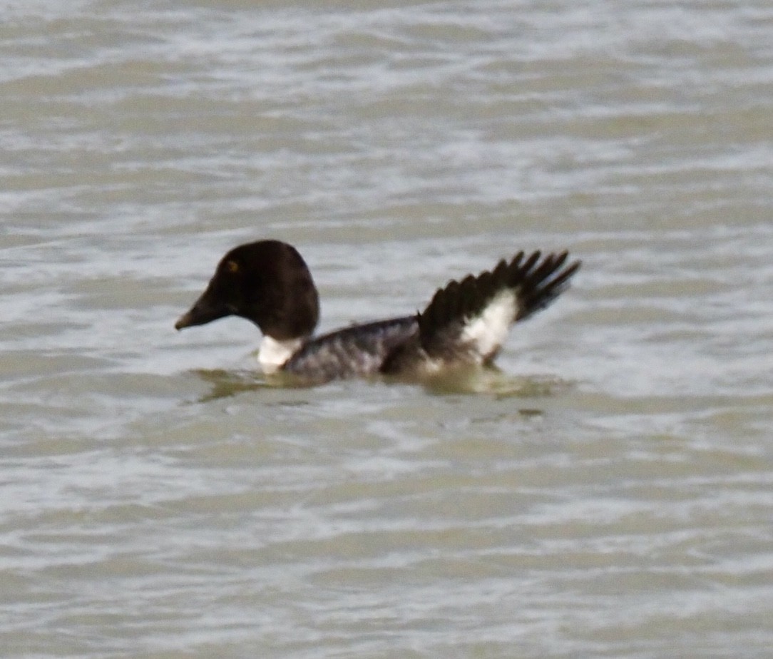 Common Goldeneye - ML646305752