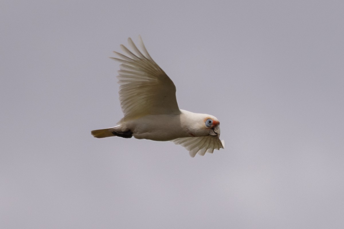 Long-billed Corella - ML646305754