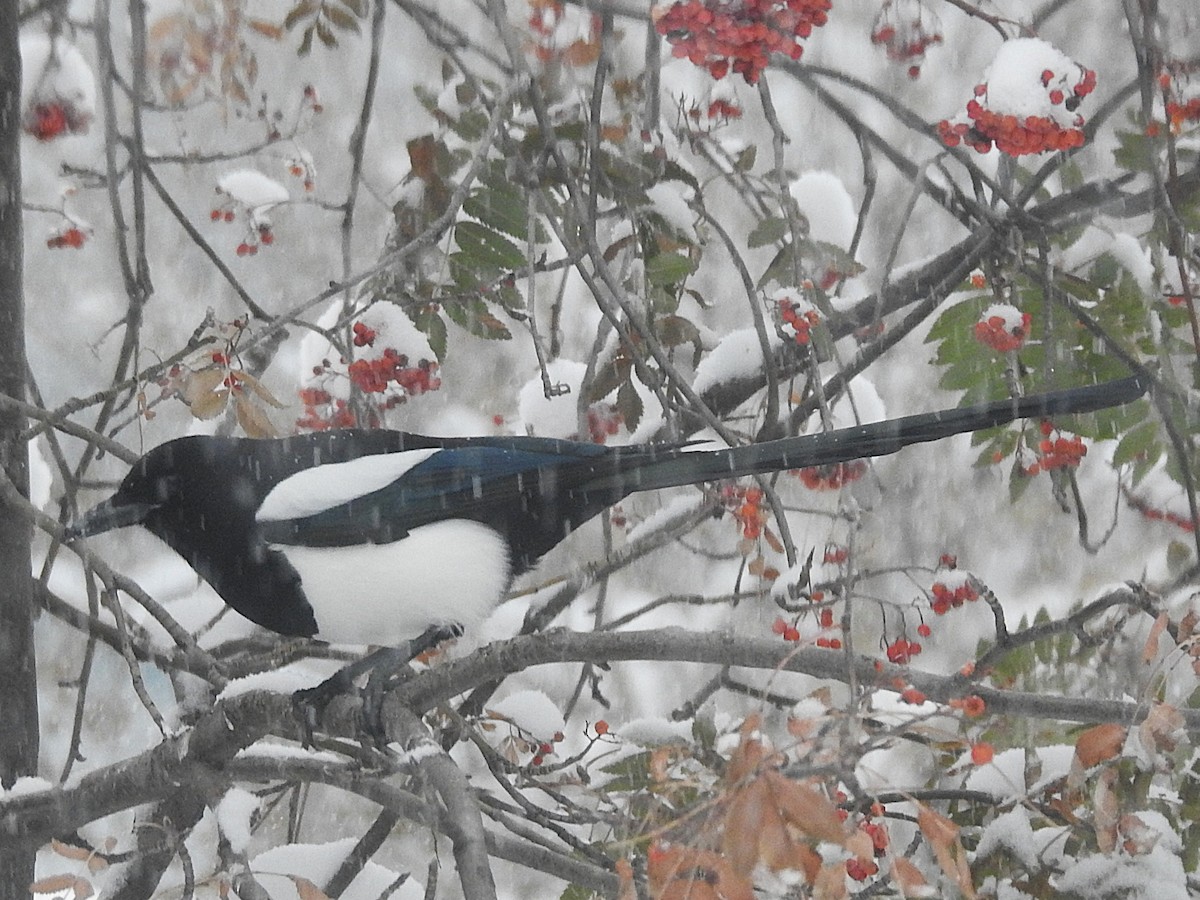 Black-billed Magpie - ML646305755